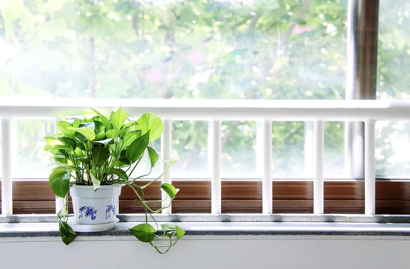Windowsill Plants