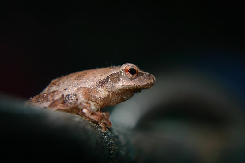 Green Frog